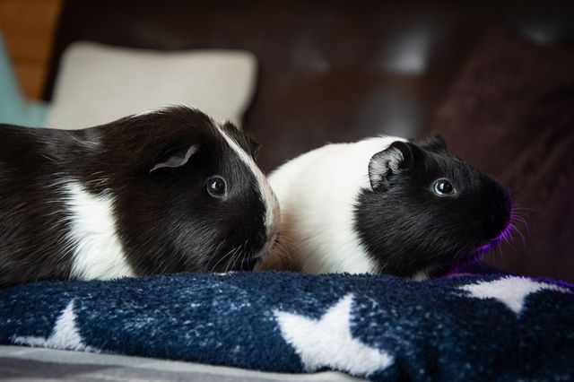 Panda Bear Hamster photo