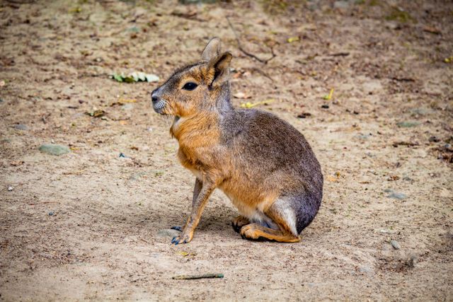 Patagonian Mara photo