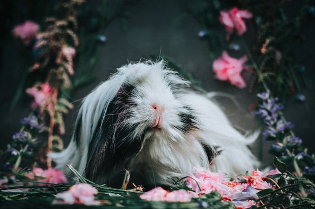 Peruvian Guinea Pig photo