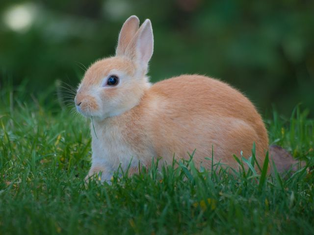 Polish Rabbit photo