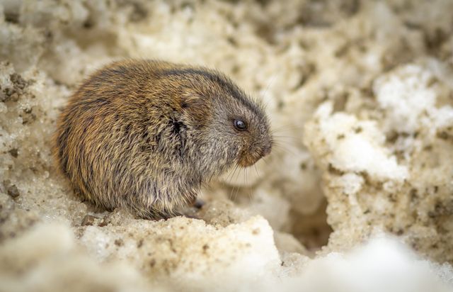 Prairie Vole photo