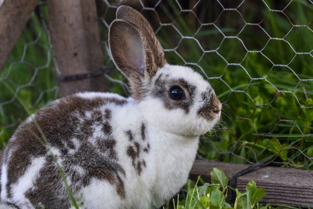 Rex Rabbit photo