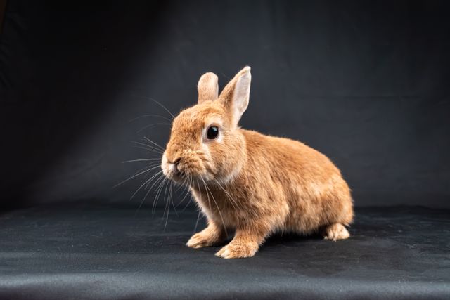 Satin Rabbit photo