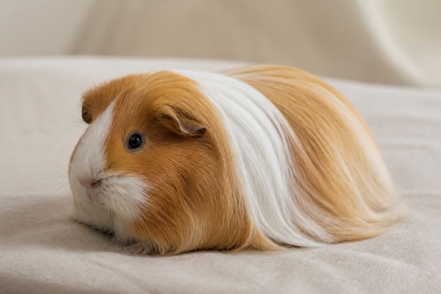 Sheltie Guinea Pig photo