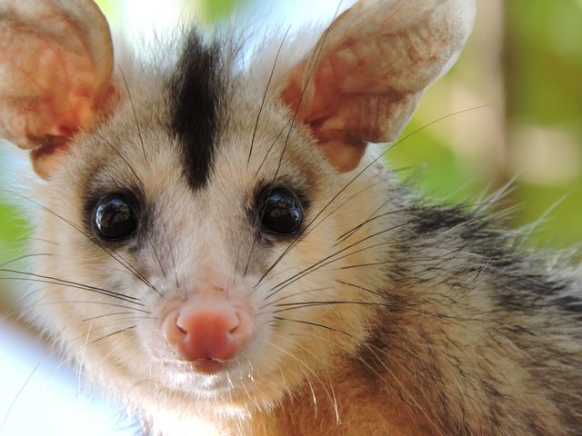 Short-Tailed Opossum photo
