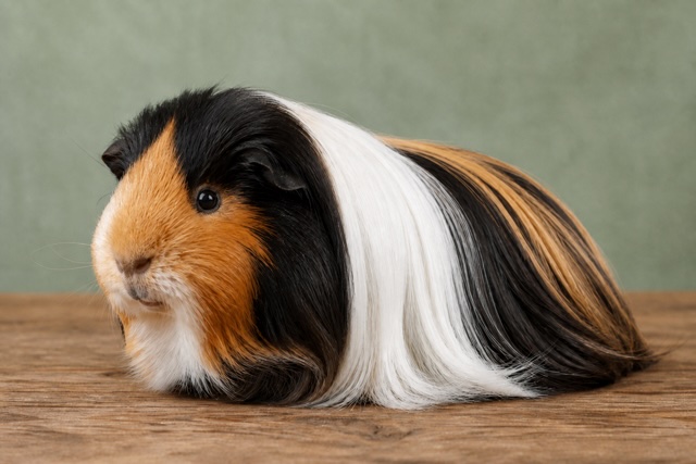 Silkie Guinea Pig photo