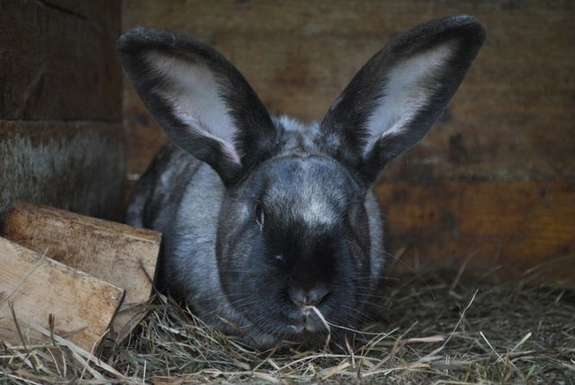 Silver Fox Rabbit photo