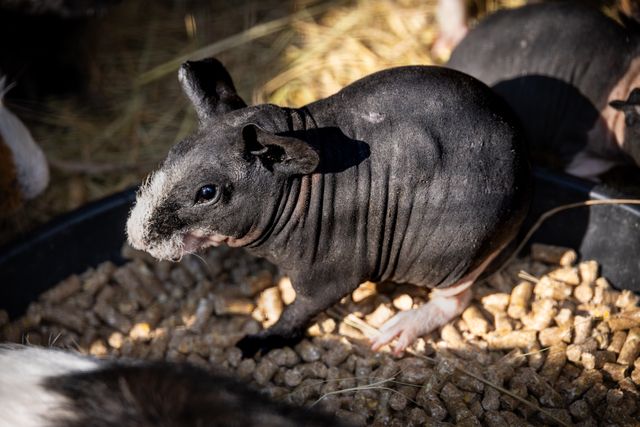 Skinny Guinea Pig photo