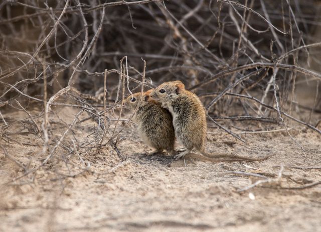 Spiny Mouse photo