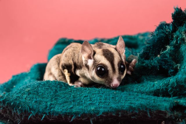 Sugar Glider photo