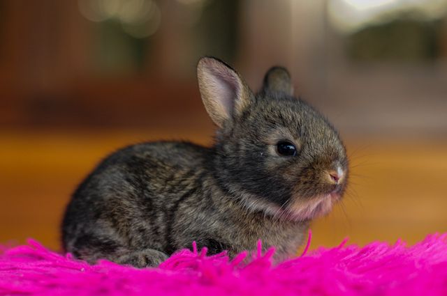 Tan Rabbit photo