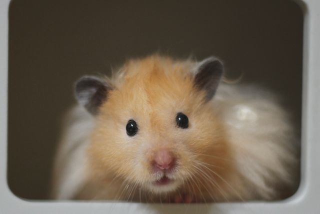 Teddy Bear Hamster photo