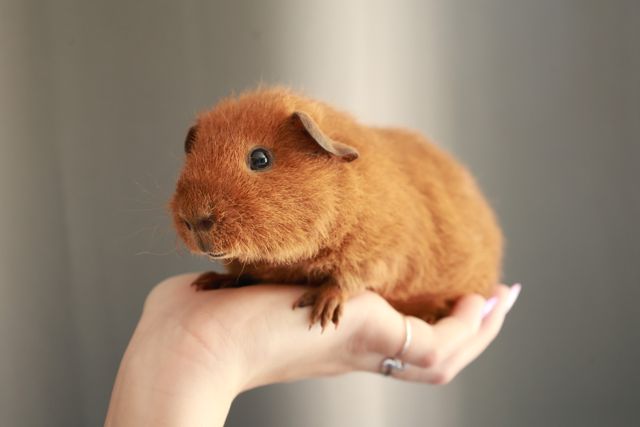 Teddy Guinea Pig photo