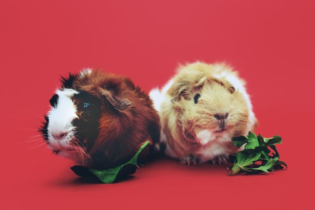 Texel Guinea Pig photo