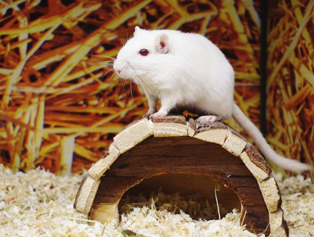 White Guinea Pig photo