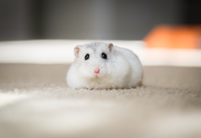 Winter White Hamster photo