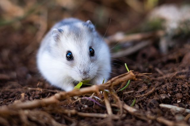 Winter White Russian Hamster photo